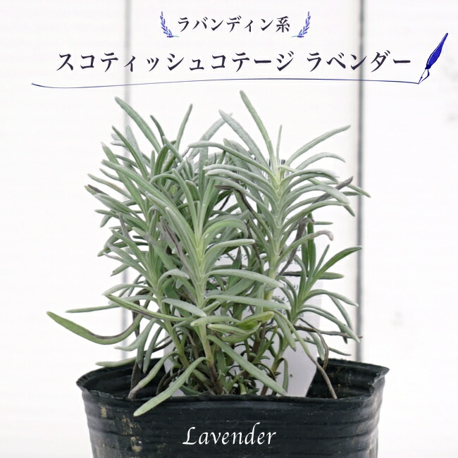 ラベンダー スコティッシュコテージ