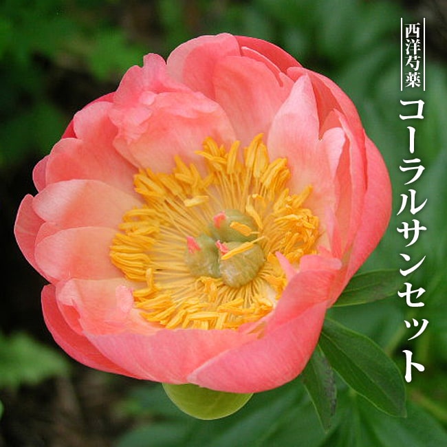 コーラルサンセット