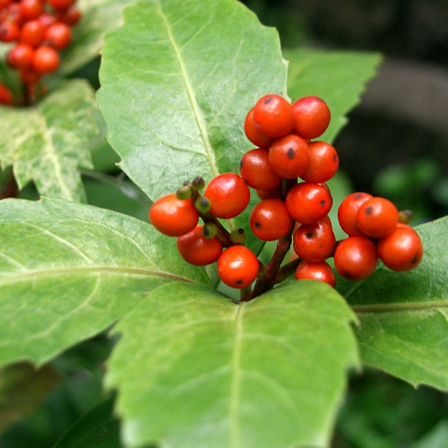 センリョウ 千両 2