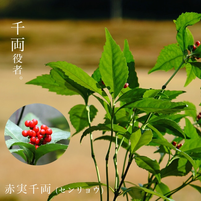 千両　赤実