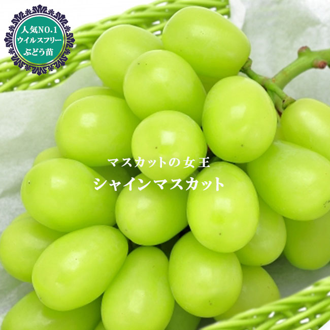 ブドウ シャインマスカット 2