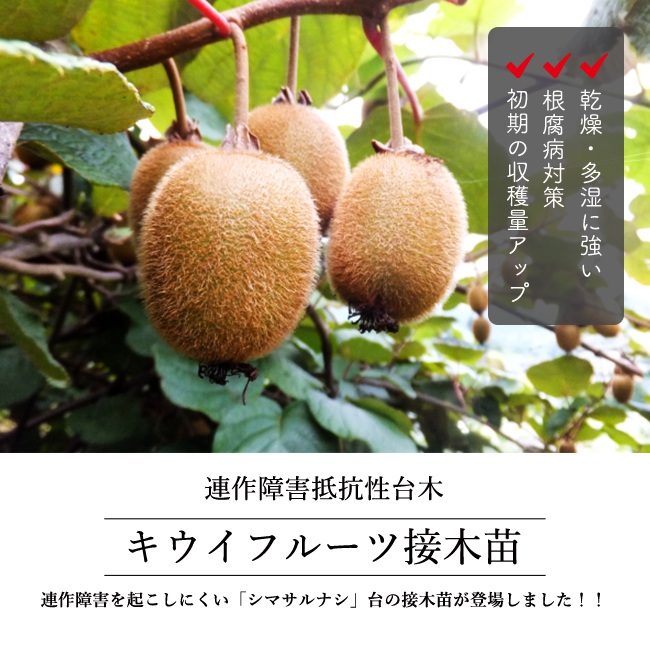 キウイ 　連作障害抵抗性台木　接木苗