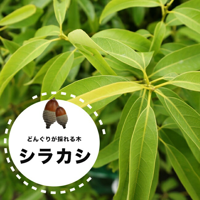 シラカシ 