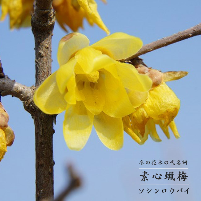 ロウバイ 素心 