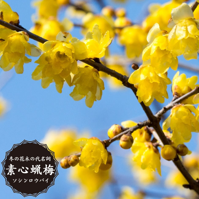 ロウバイ 素心 