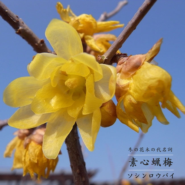 ロウバイ 素心 2