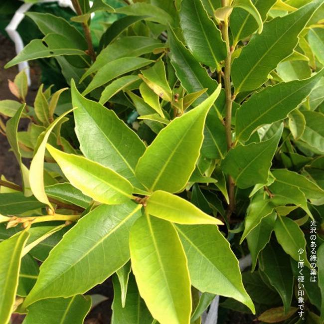 スダジイ葉 2