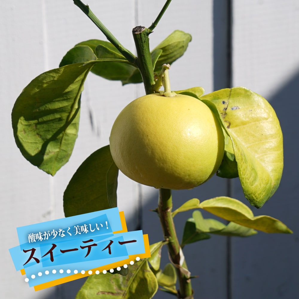 柑橘 スイーティー 