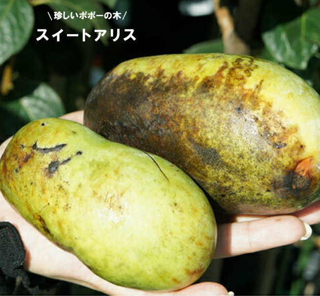 ポポー スイートアリス 