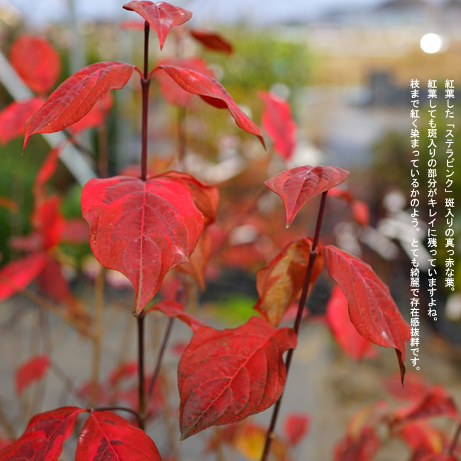 花水木 ステラピンク 2