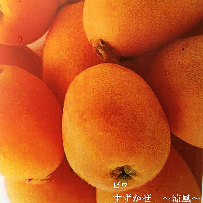 ビワ 涼風 1