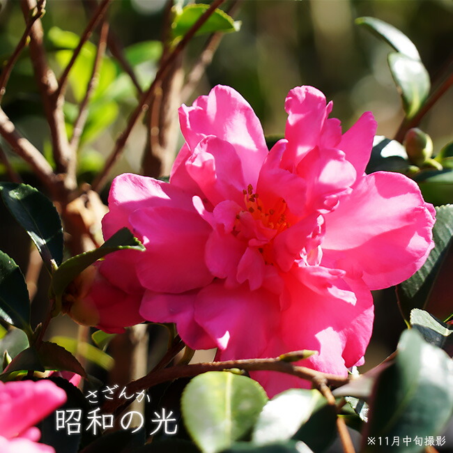 サザンカ 昭和の光 苗 販売 苗木部 By 花ひろばオンライン