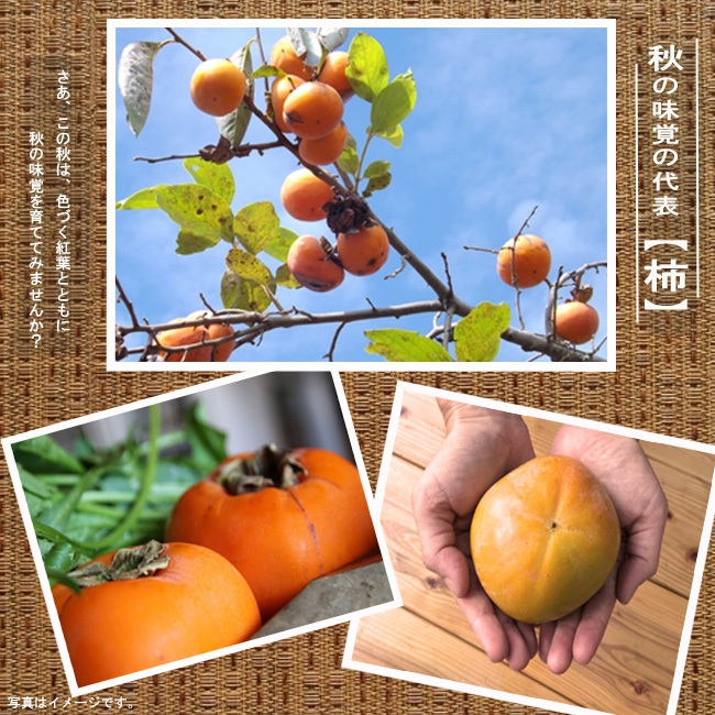 柿 完全甘柿 太豊 苗 育て方 苗木部 By 花ひろばオンライン