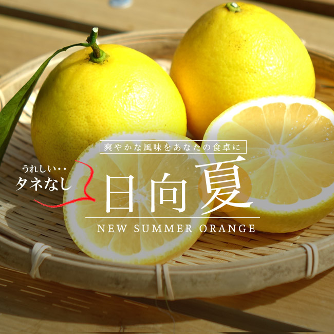 柑橘 種無し日向夏 3