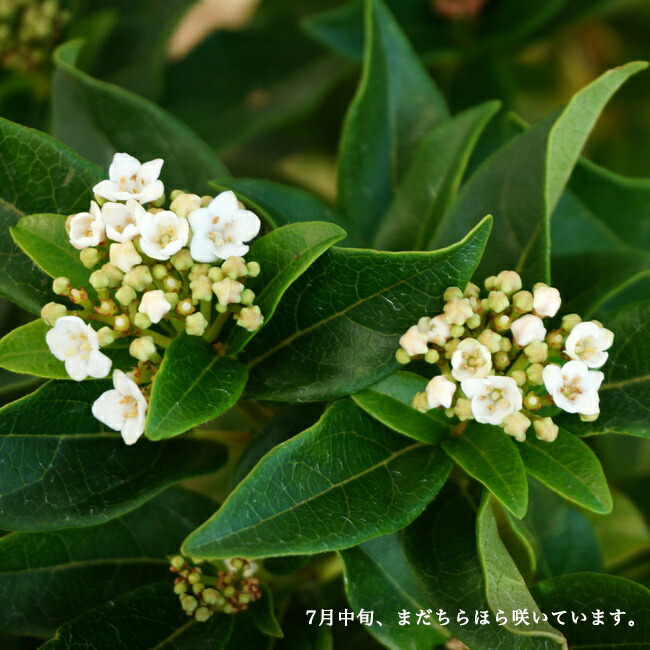 ビバーナム ティヌス 苗 通販 苗木部 By 花ひろばオンライン