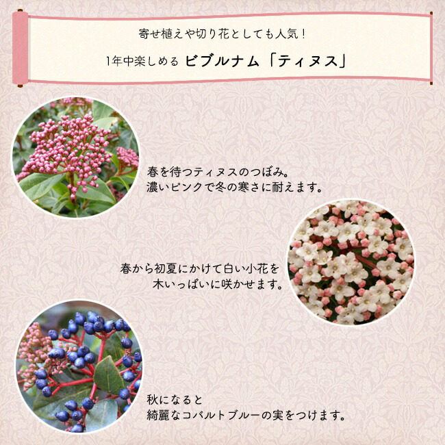 ビバーナム ティヌス 苗 販売 苗木部 By 花ひろばオンライン