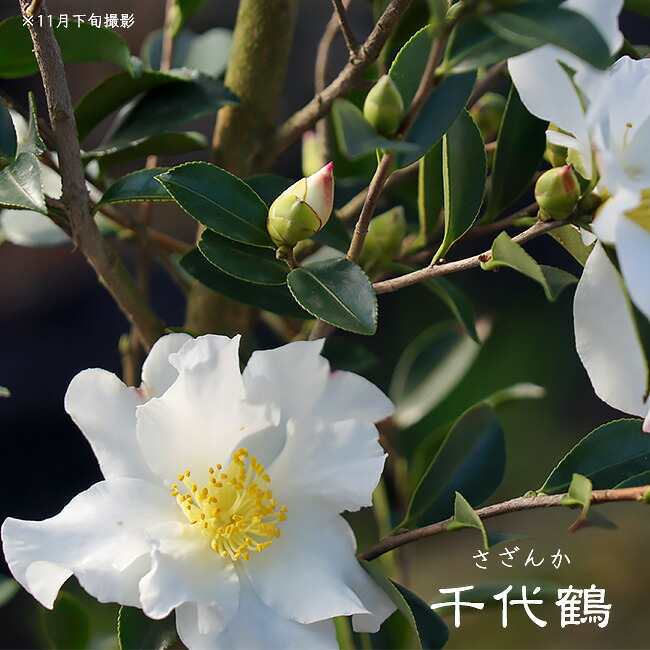 千代鶴
