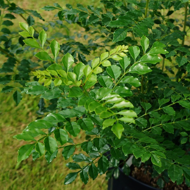 シマトネリコ 苗 販売 苗木部 By 花ひろばオンライン