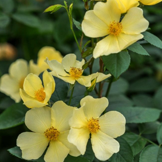 バラ 苗 販売 苗木部 By 花ひろばオンライン