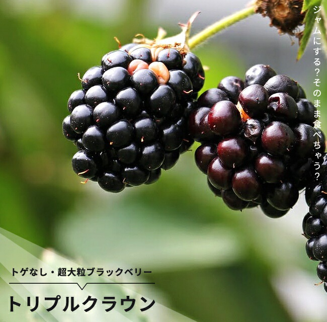 ブラックベリー トリプルクラウン 苗 販売 苗木部 By 花ひろばオンライン