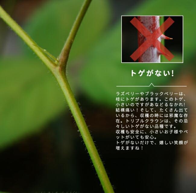 ブラックベリー トリプルクラウン 苗 販売 苗木部 By 花ひろばオンライン