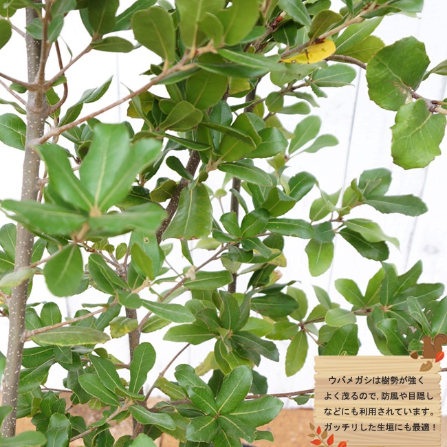 どんぐりの木 ウバメガシ