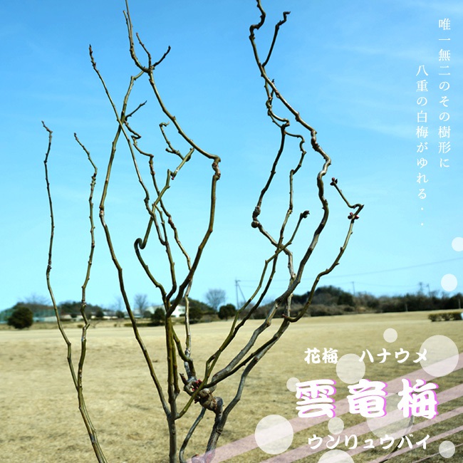 ウメ 雲竜梅 花梅 青軸性 苗 販売 苗木部 By 花ひろばオンライン
