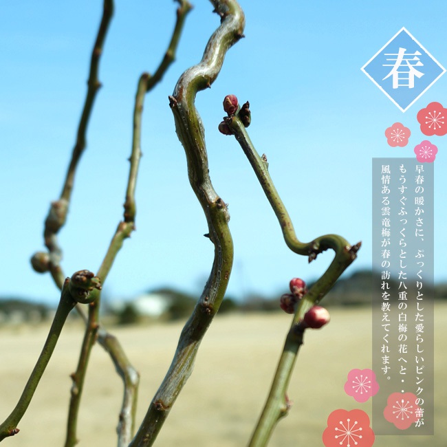 ウメ 雲竜梅 花梅 青軸性 苗 販売 苗木部 By 花ひろばオンライン