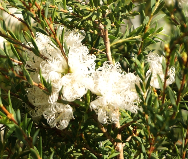 メラレウカ （ティーツリー）
タイムハニーマータル
ホワイトレース　白色　花