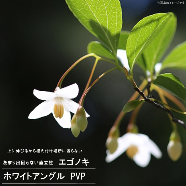 直立性エゴノキ ホワイトアングル