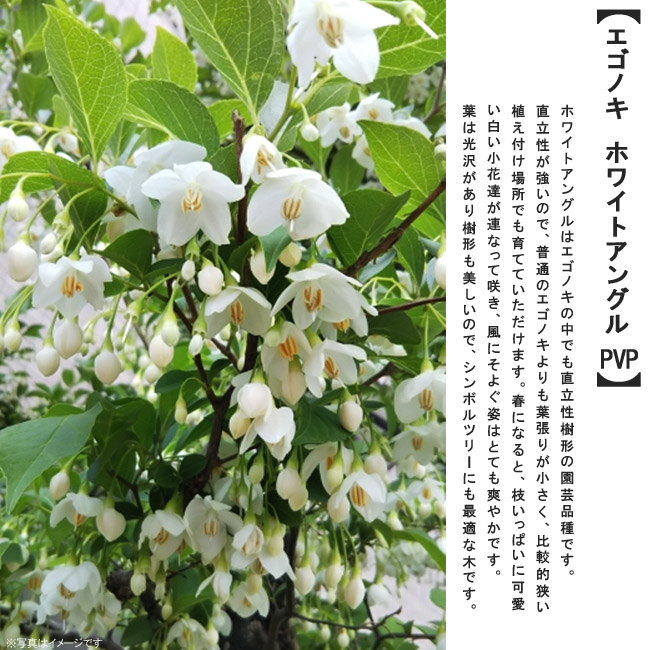 エゴノキ ホワイトアングルの説明