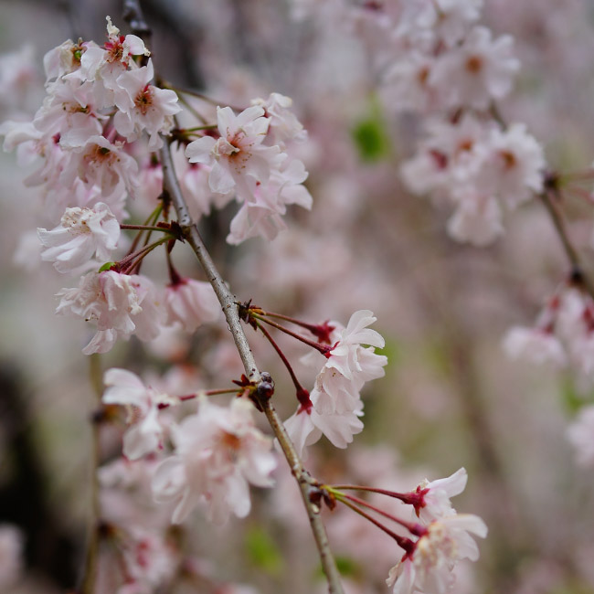 八重紅枝垂れ桜 （やえべにしだれ）