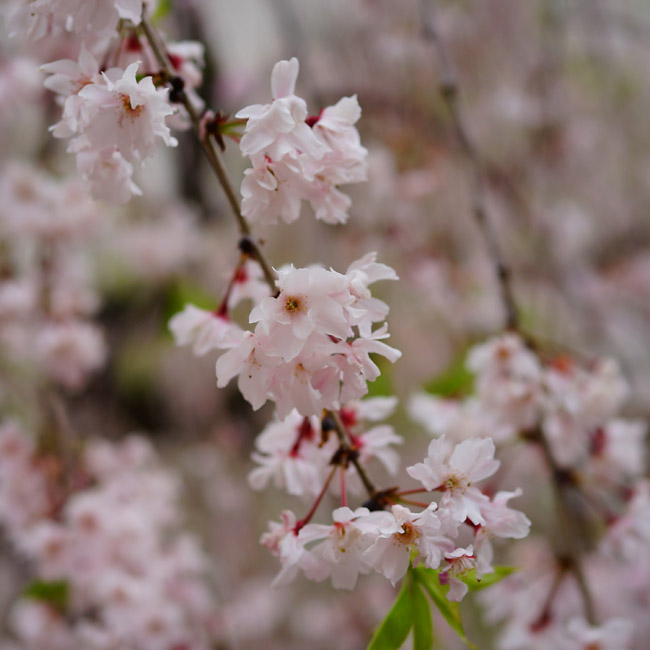 さくら 八重紅枝垂れ桜 ヒガンザクラ系 苗 販売 苗木部 By 花ひろば