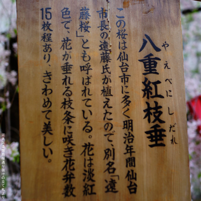 八重紅枝垂れ桜 （やえべにしだれ）