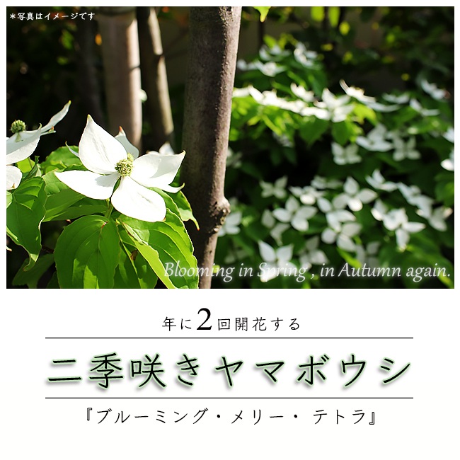ヤマボウシ ブルーミングメリーテトラ 