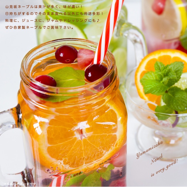 柑橘 山見坂ネーブル （やまみざか） 2