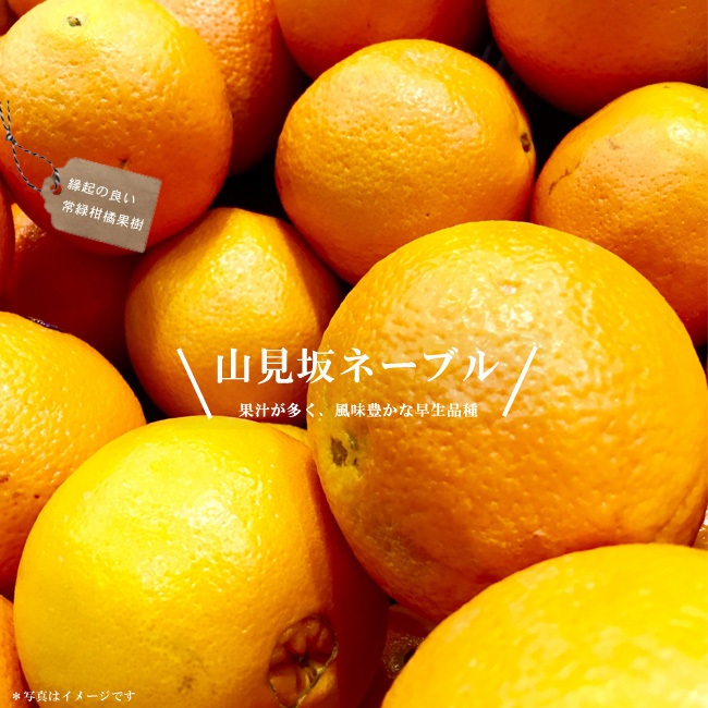 柑橘 山見坂ネーブル （やまみざか） 