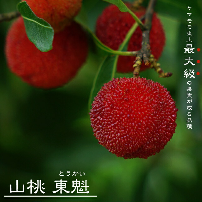 ヤマモモ メス 東魁 苗 通販 苗木部 By 花ひろばオンライン