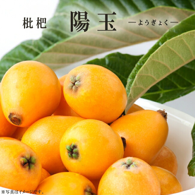 ビワ 陽玉 2