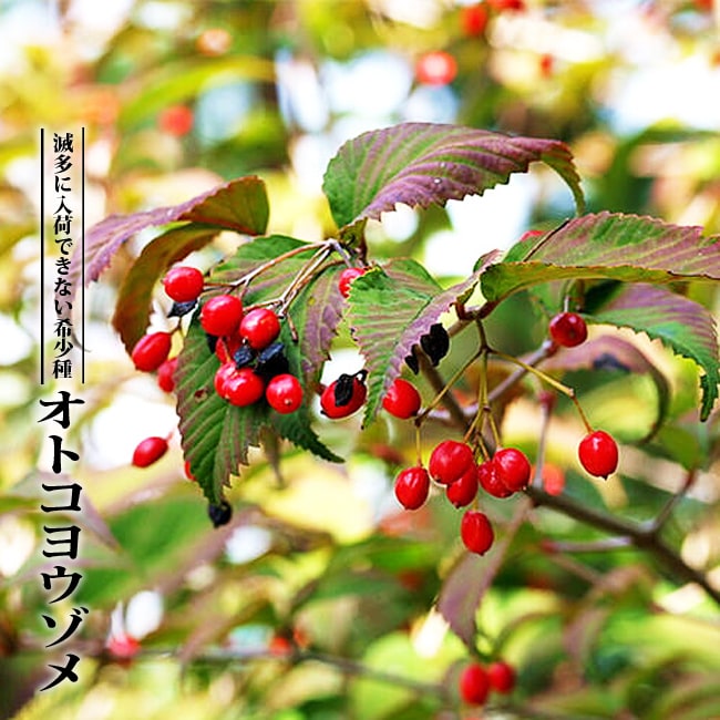 オトコヨウゾメ 苗 販売 苗木部 By 花ひろばオンライン