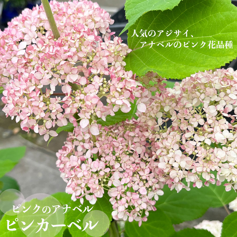 アジサイ ピンクアナベル ピンカーベル 苗 販売 苗木部 By 花ひろば