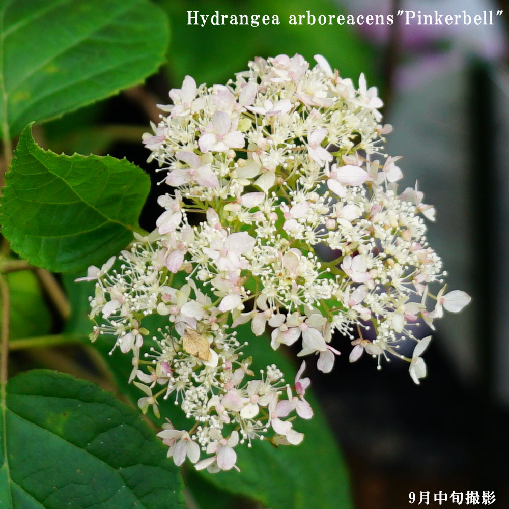 アジサイ ピンクアナベル ピンカーベル 2