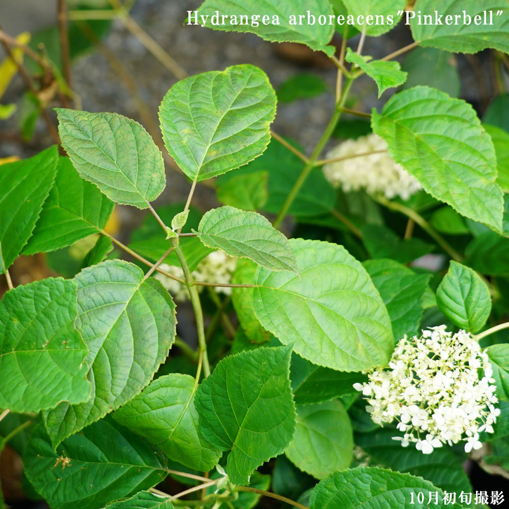 アジサイ ピンクアナベル ピンカーベル 苗 販売 苗木部 By 花ひろば