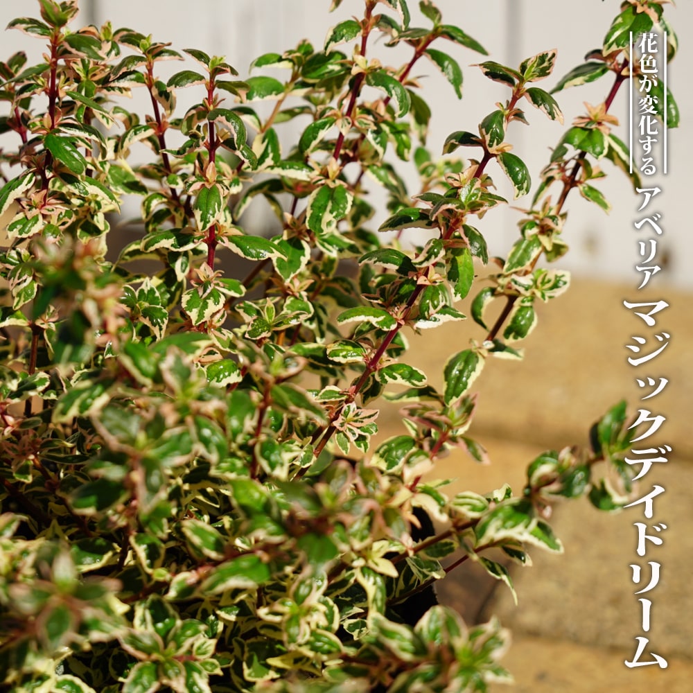 アベリア マジックデイドリーム 2