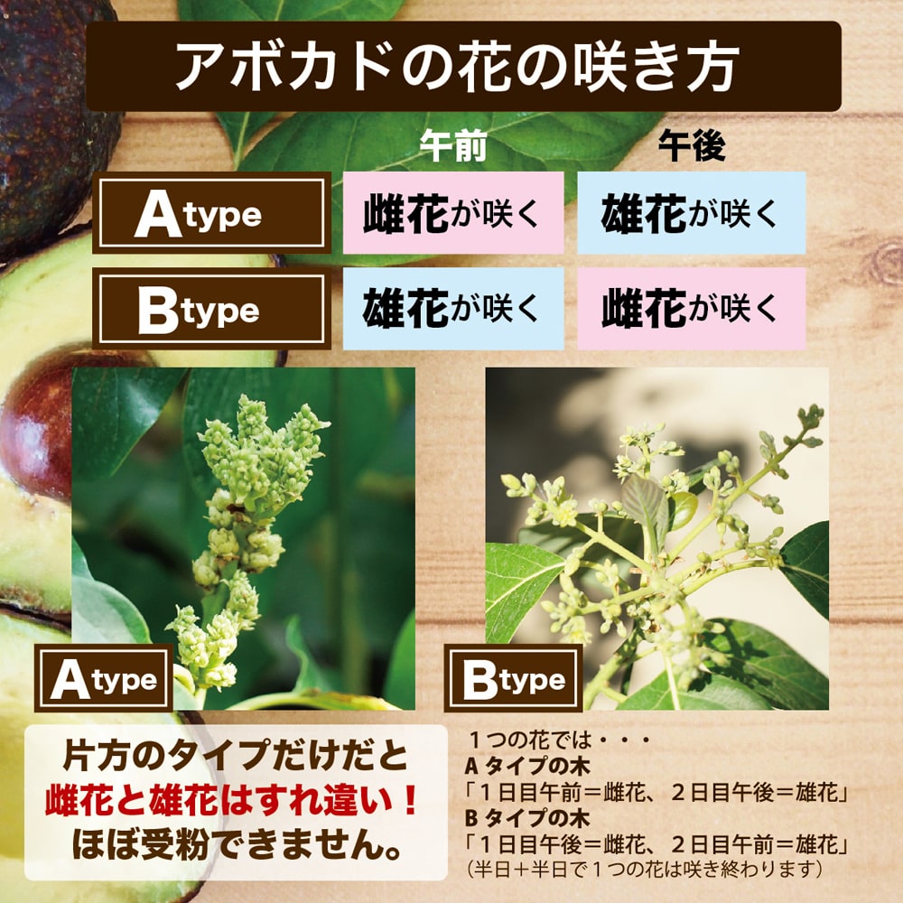 アボカド ピンカートン Aタイプの通販 苗木部 By 花ひろばオンライン