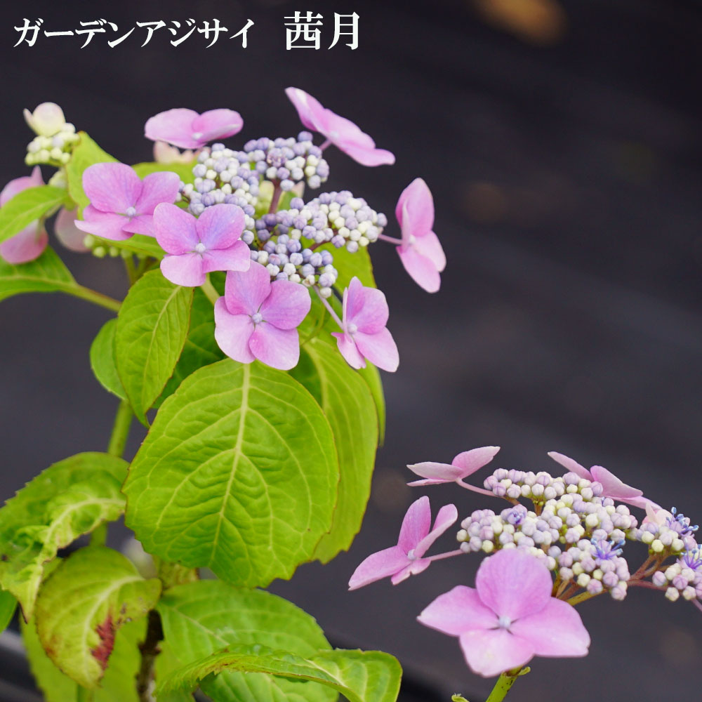 アジサイ 茜月 3