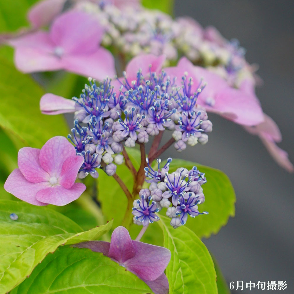 アジサイ 茜月 6