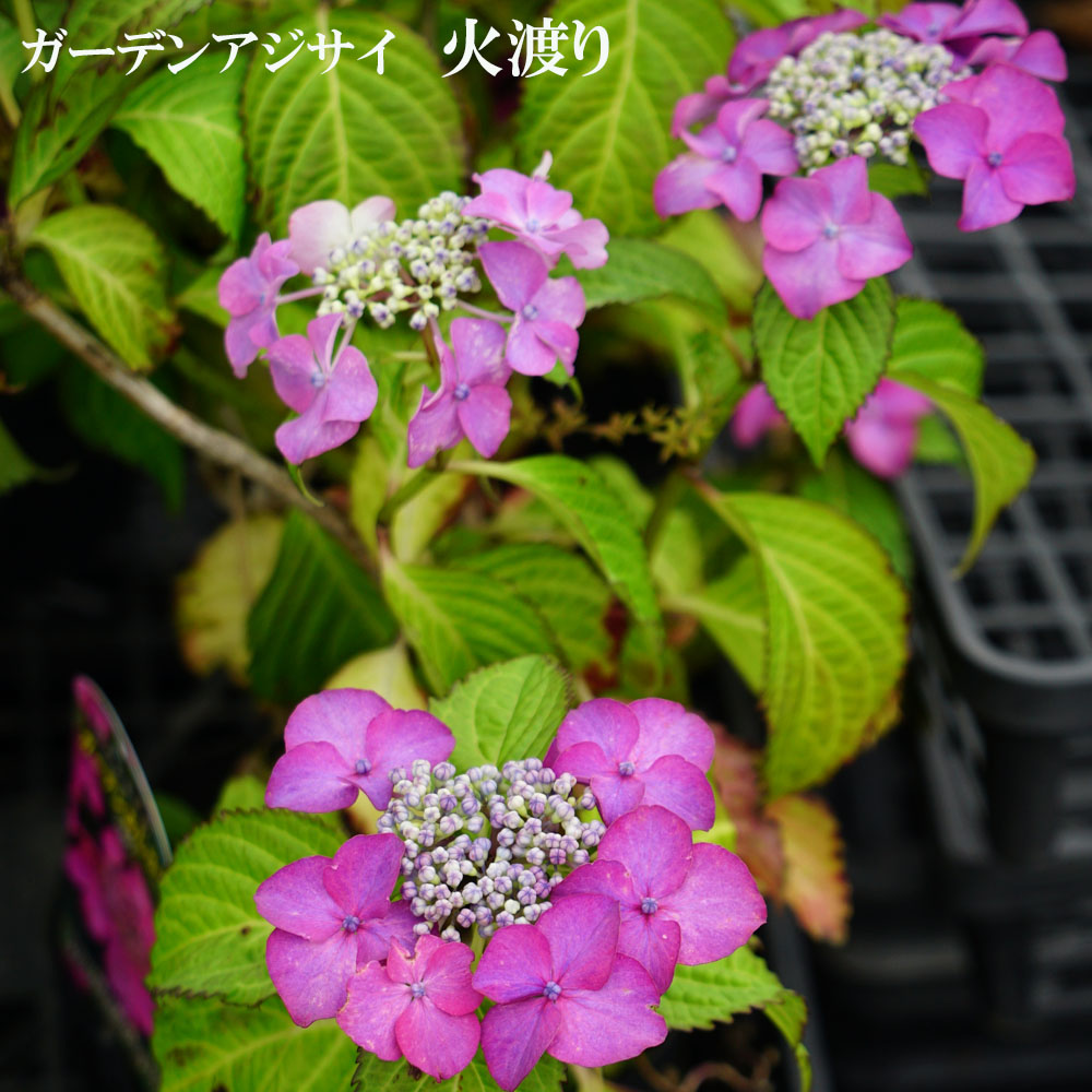 苗 苗木部 By 花ひろばオンライン