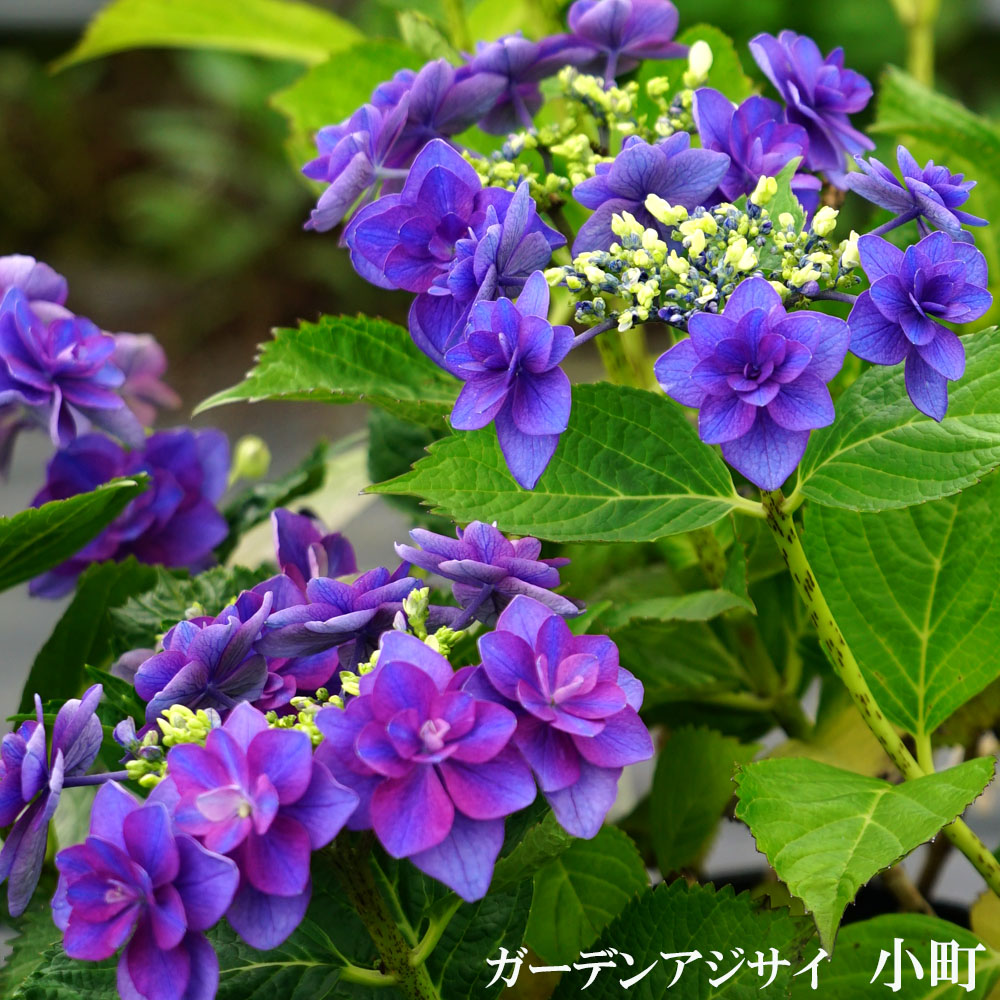 アジサイ 小町 2