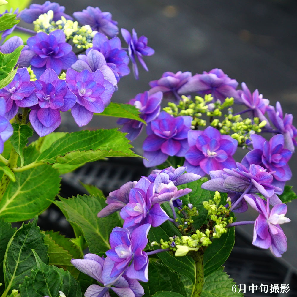 アジサイ 小町 3